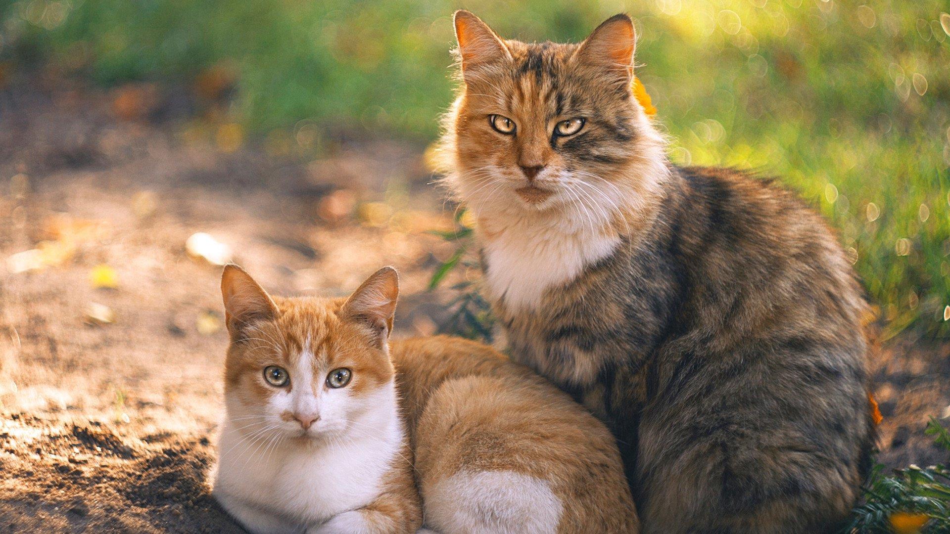 德甲持续优化俱乐部财政管理，保障长期发展，德甲会员制俱乐部